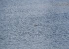 Ruddy Duck (1)
