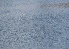 Ruddy Duck (10)