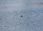 Ruddy Duck (11)