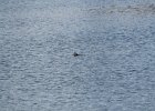Ruddy Duck (12)