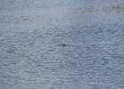 Ruddy Duck (13)