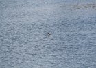 Ruddy Duck (14)