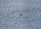 Ruddy Duck (15)