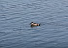 Ruddy Duck (16)