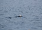 Ruddy Duck (17)