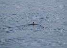 Ruddy Duck (18)