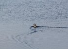 Ruddy Duck (23)