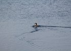 Ruddy Duck (24)