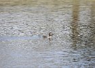 Ruddy Duck (25)