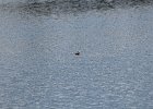 Ruddy Duck (7)