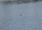 Ruddy Duck (9)