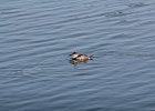 Ruddy Duck