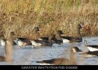 001 - 7 Greater White-fronted Goose