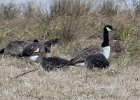 101Greater White-fronted Goose