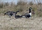 102Greater White-fronted Goose