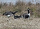 103Greater White-fronted Goose