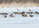 105Greater White-fronted Goose