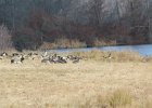 Greater White-fronted Goose (10)