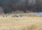 Greater White-fronted Goose (11)