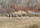 Greater White-fronted Goose (14)