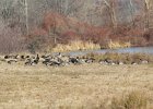 Greater White-fronted Goose (15)