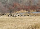 Greater White-fronted Goose (18)