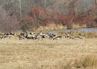 Greater White-fronted Goose (20)
