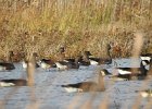 Greater white fronted goose1 (2)