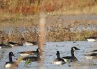 Greater white fronted goose1 (4)