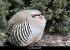 003 - 65 Chukar
