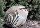 101Chukar