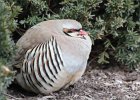 Chukar (12)