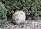 Chukar (14)