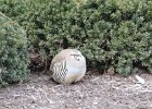 Chukar (16)