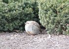 Chukar (21)