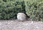 Chukar (23)