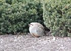 Chukar (25)