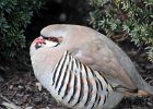 Chukar (3)