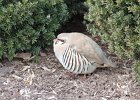 Chukar (30)