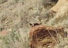 Chukar (32)