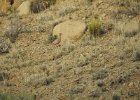 Chukar (34)