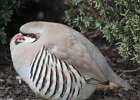 Chukar (4)