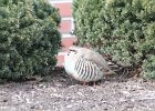 Chukar (7)