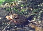 101Ring-necked Pheasant