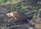 Ring-necked Pheasant (1)