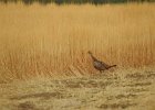 Ring-necked Pheasant (11)