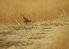 Ring-necked Pheasant (12)