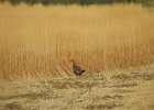 Ring-necked Pheasant (17)