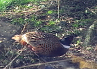 Ring-necked Pheasant (2)