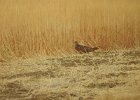 Ring-necked Pheasant (23)